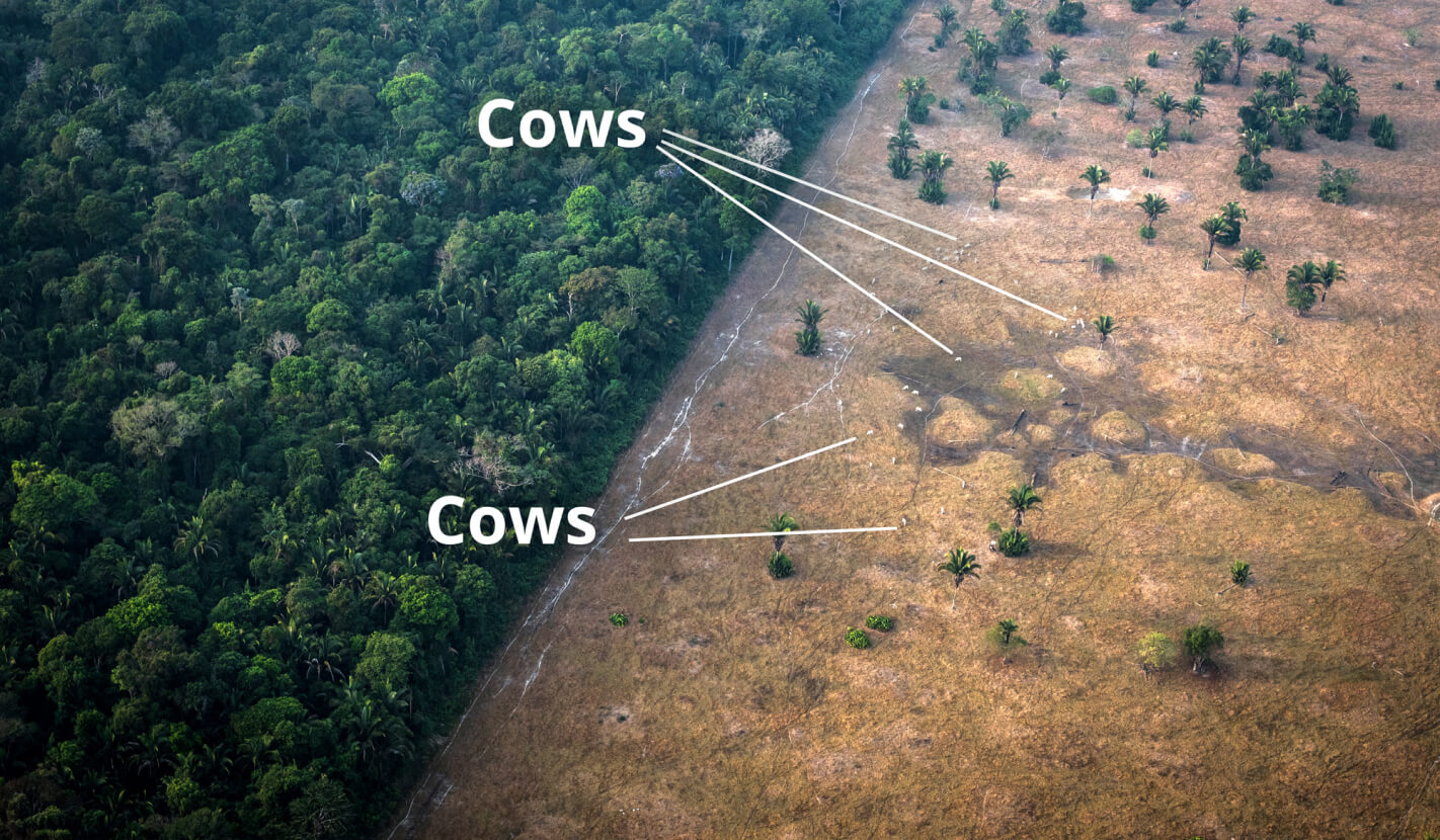 Picture of cows from above